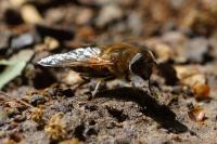 Eristalis