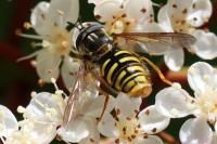 Chrysotoxum cautum