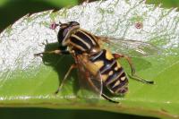 Helophilus pendulus