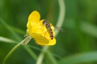 Episyrphus balteatus