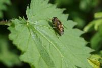 Eristalis