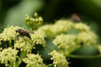 Empis tessellata