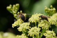Eristalis pertinax