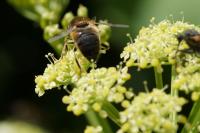 Eristalis pertinax