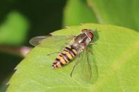 Episyrphus balteatus