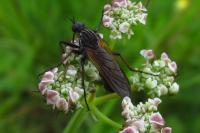 Empis tessellata