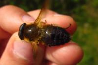 Therioplectes gigas