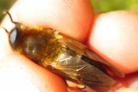 Therioplectes gigas
