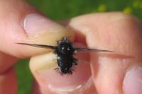 Bombylella atra
