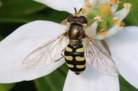 Eupeodes