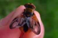Ectophasia crassipennis