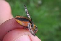 Ectophasia crassipennis