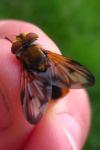 Ectophasia crassipennis