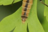Tipula vernalis