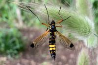 Ctenophora festiva