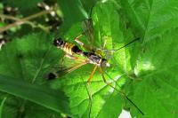 Ctenophora festiva