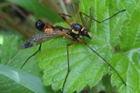 Ctenophora festiva