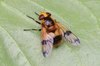 Volucella inflata