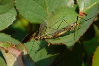 Nephrotoma appendiculata