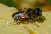 Eristalis