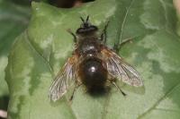 Tachina lurida