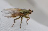 Scathophaga stercoraria