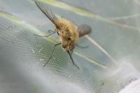 Bombylius venosus