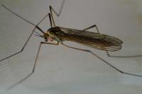 Nephrotoma appendiculata