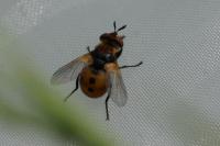 Gymnosoma