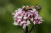 Empis tessellata
