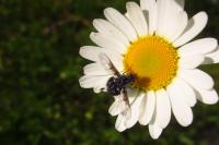 Bombylella atra