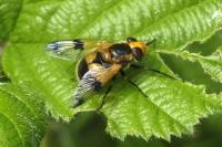 Volucella inflata