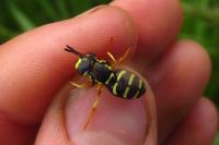 Chrysotoxum festivum