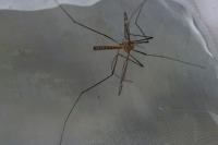 Tipula vernalis