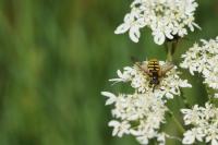 Chrysotoxum cautum