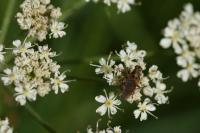 Scathophaga stercoraria