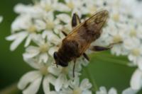 Brachypalpus laphriformis