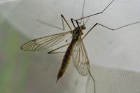 Nephrotoma appendiculata