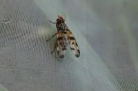 Otites porcus