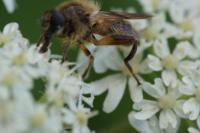Brachypalpus laphriformis
