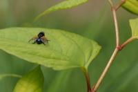 Mesembrina meridiana