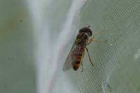 Episyrphus balteatus