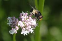 Volucella pellucens