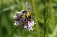 Volucella bombylans
