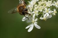 Eristalis tenax