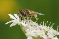 Eristalis