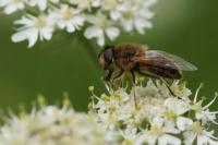 Eristalis pertinax