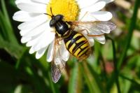 Chrysotoxum cautum
