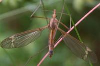 Tipula fascipennis