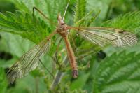 Tipula fascipennis